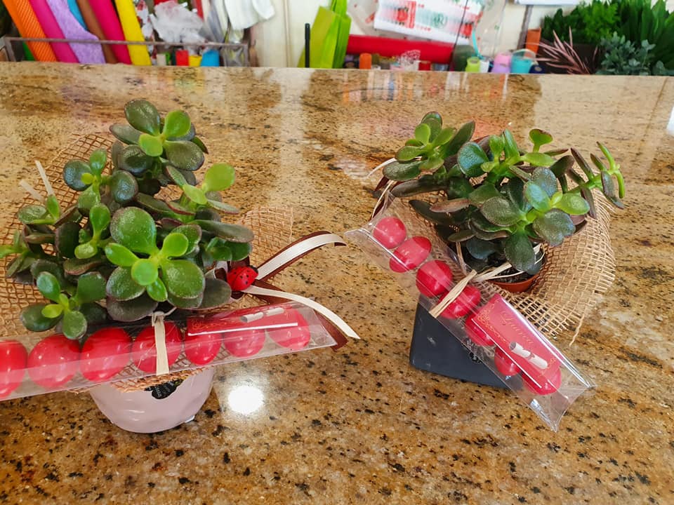 vendita di piante grasse