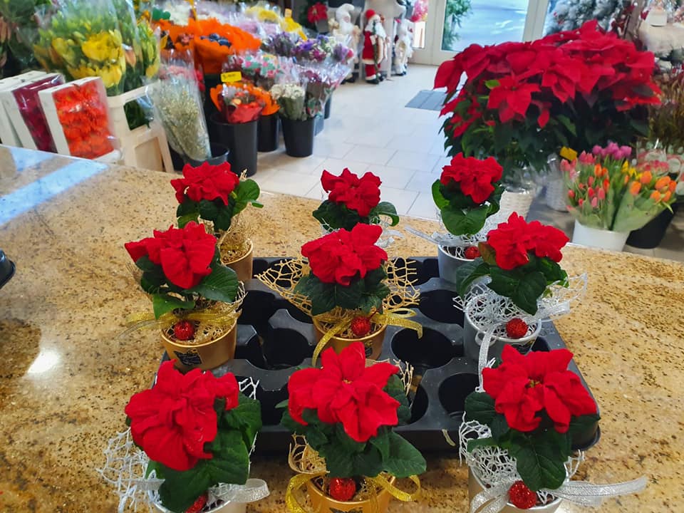 stelle di Natale rosse