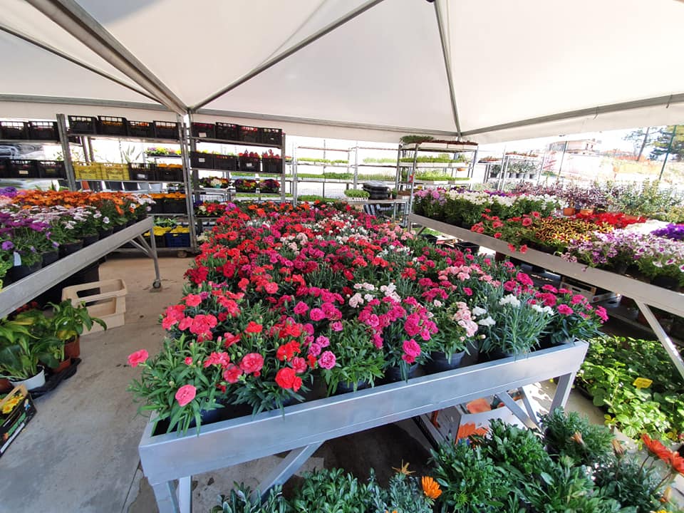 piante ornamentali per il giardino