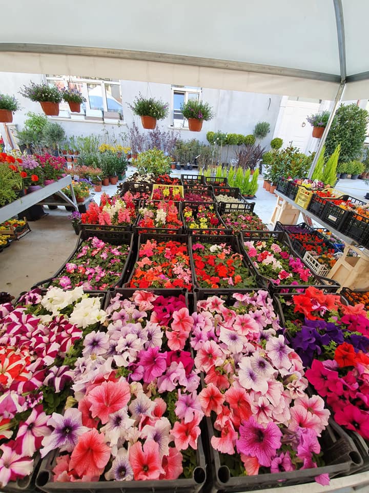 vendita di piante per il balcone e il giardino