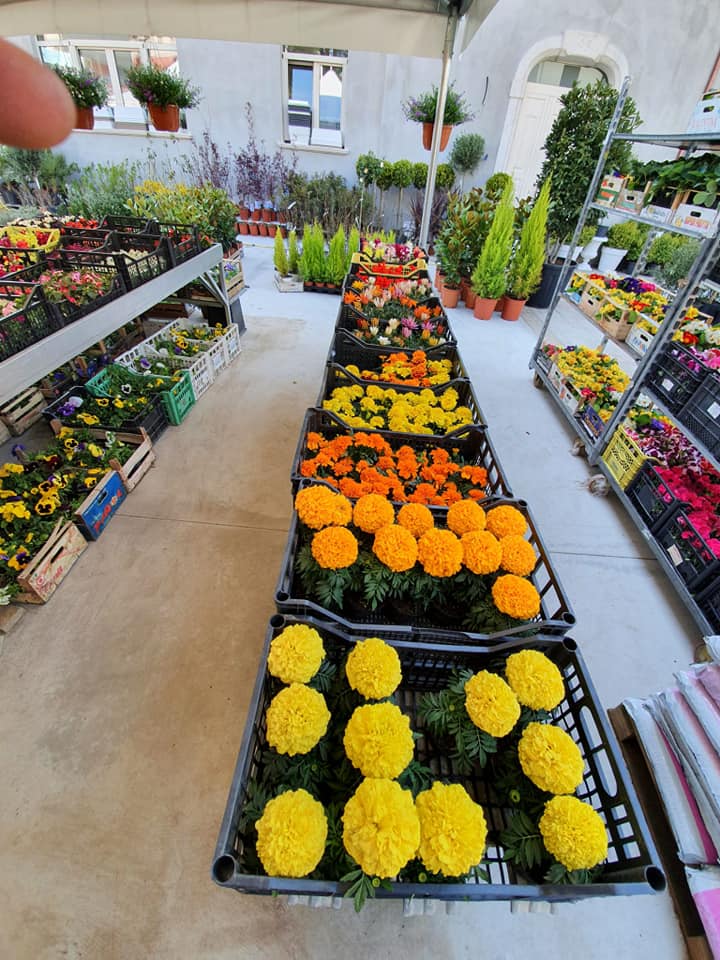 piante ornamentali per spazi all'aperto