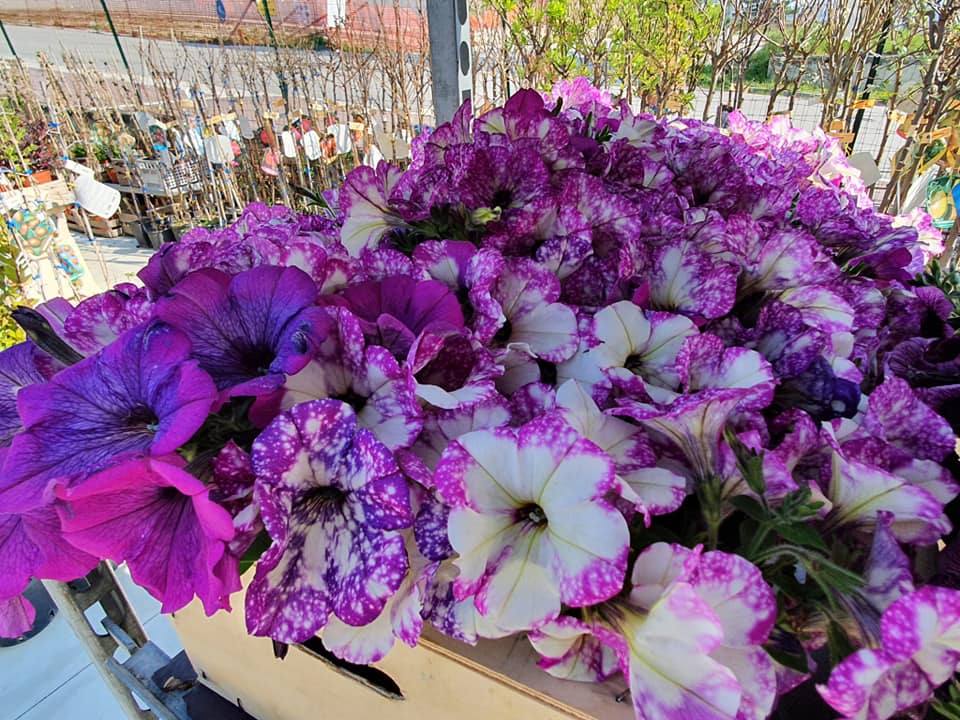 piante ornamentali per l'esterno