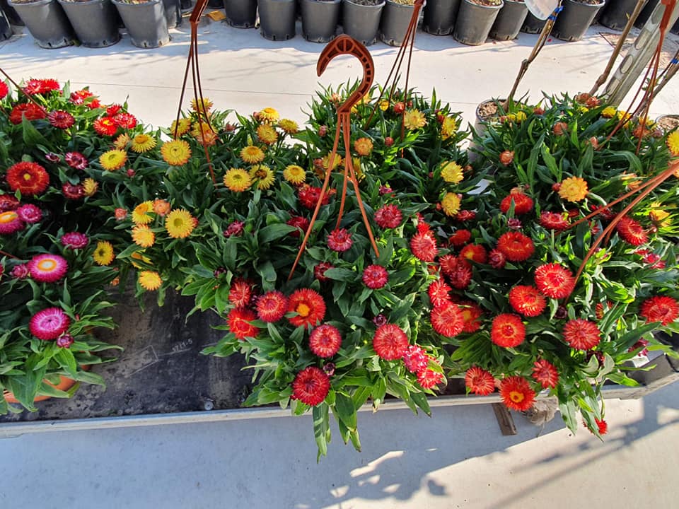 vendita di piante per il balcone