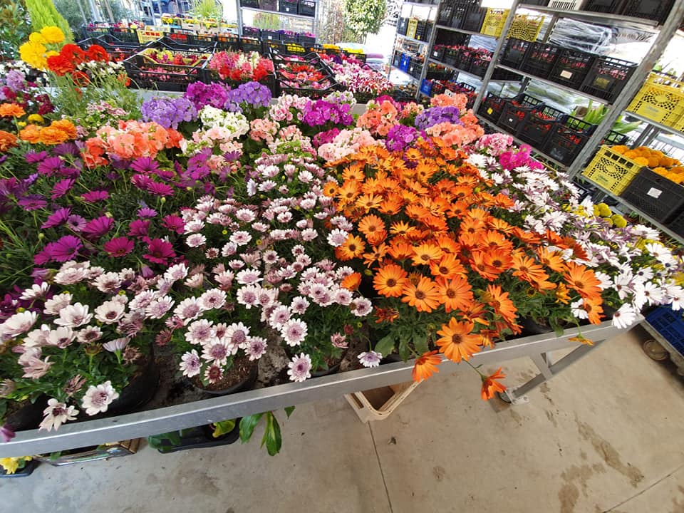 vendita di piante per il giardino