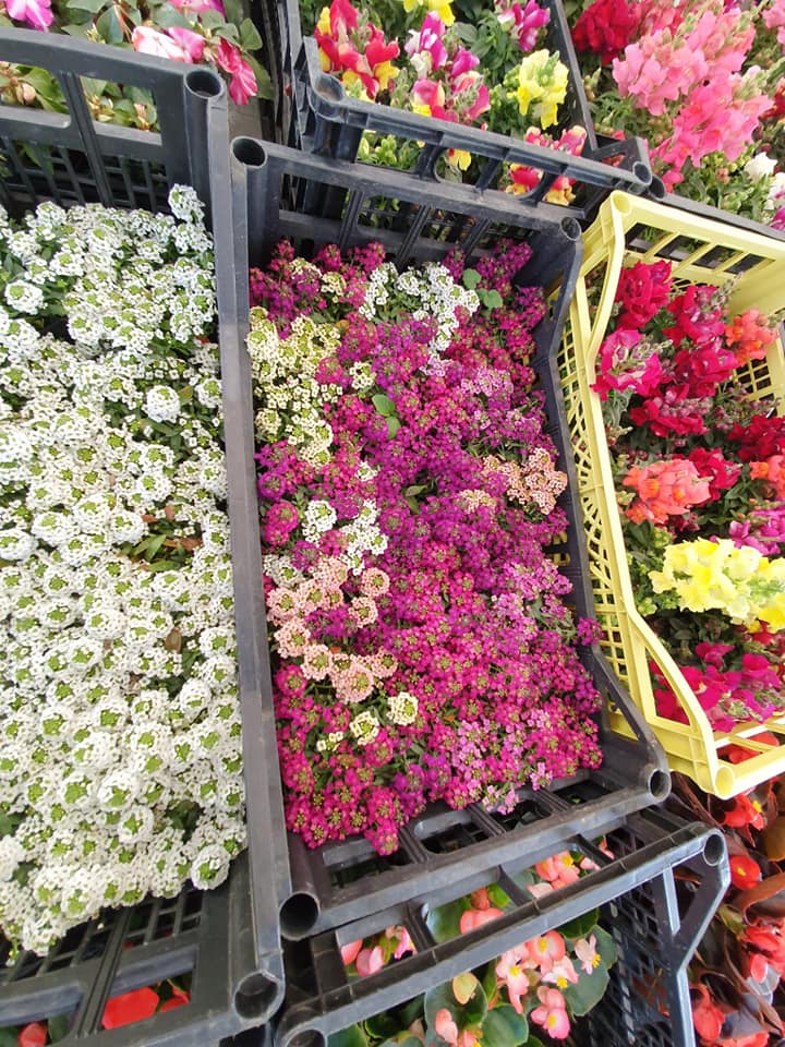 piante per decorare gli esterni