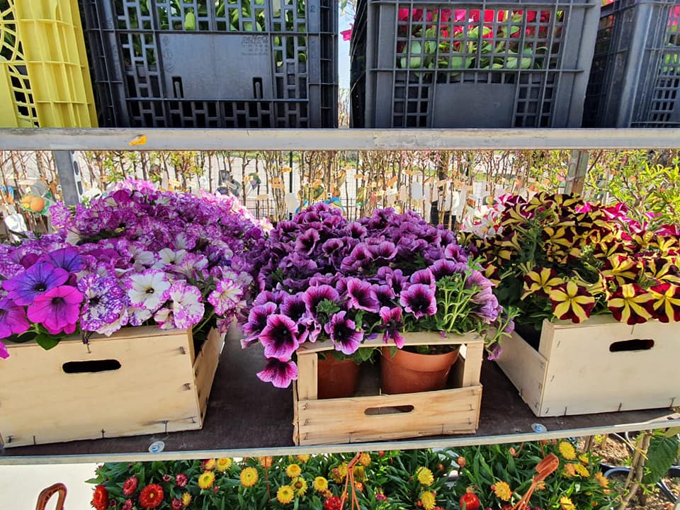 piante per ambienti esterni