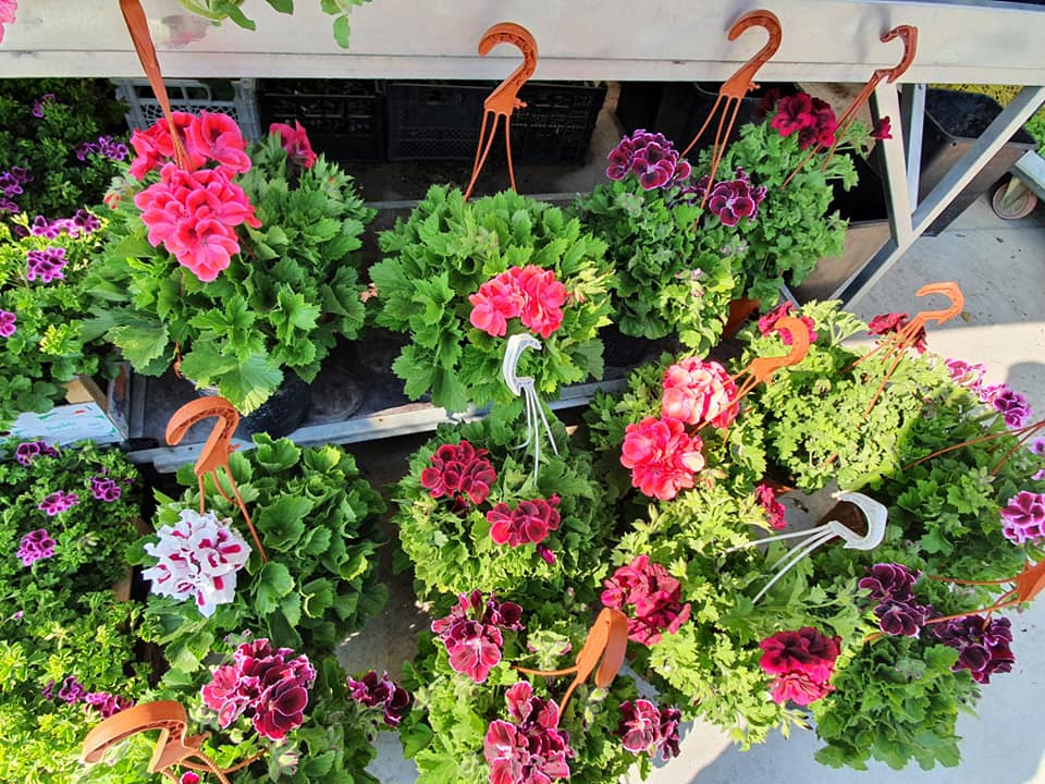piante per il balcone e il giardino