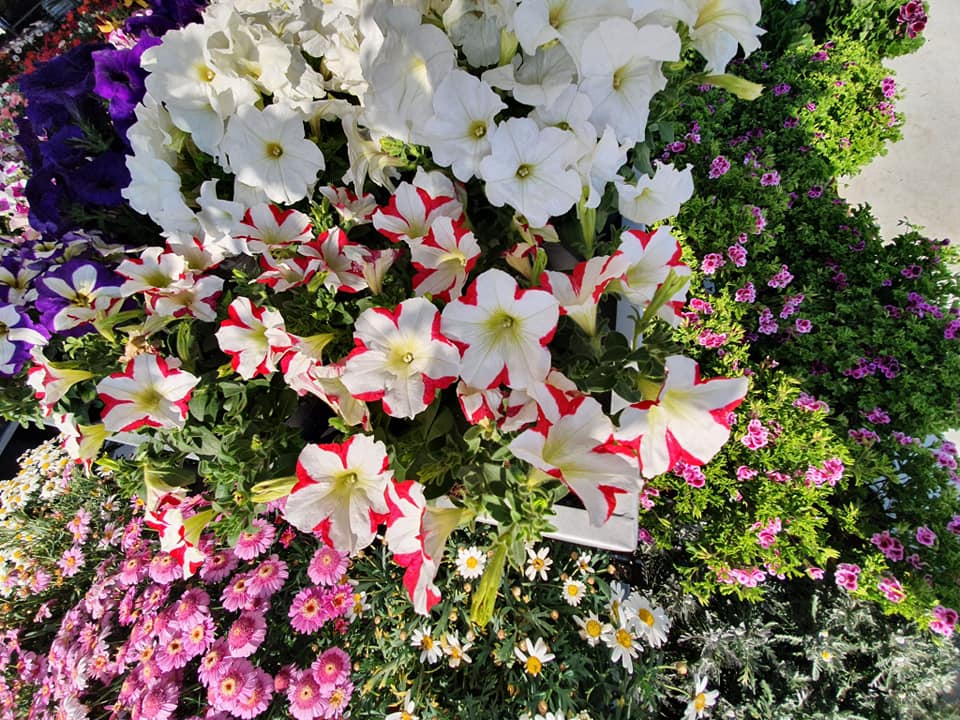 piante per la decorazione di spazi esterni