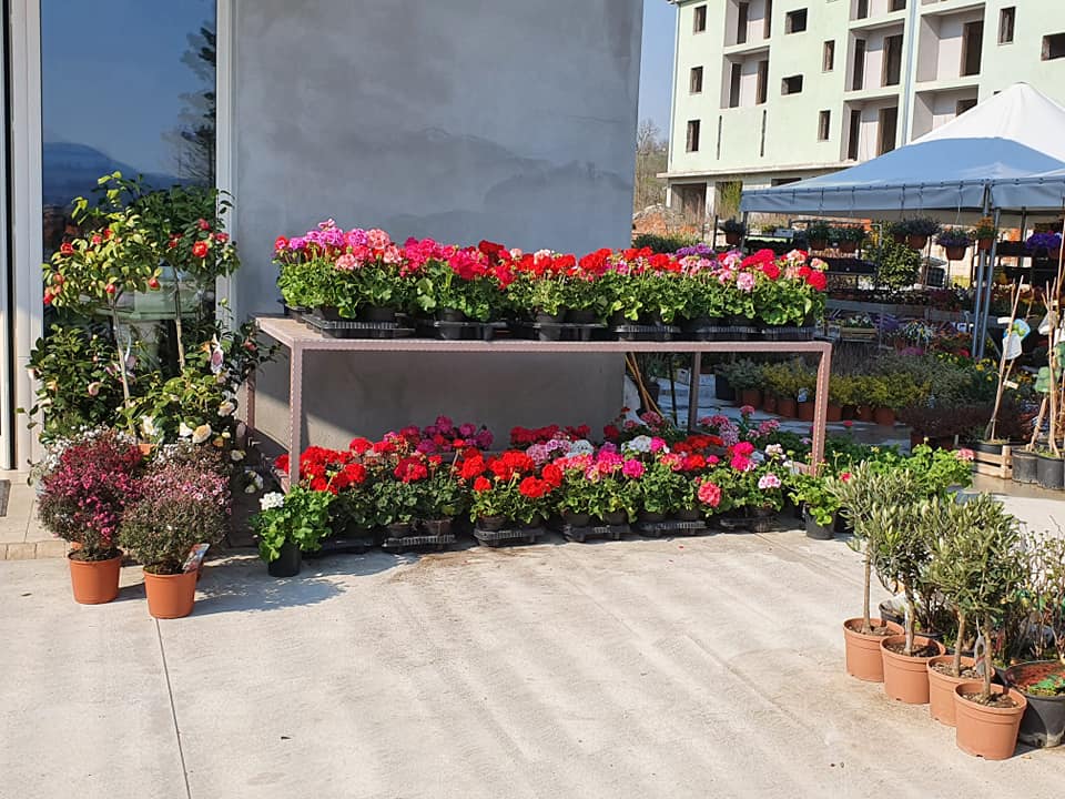 vendita di piante per esterni