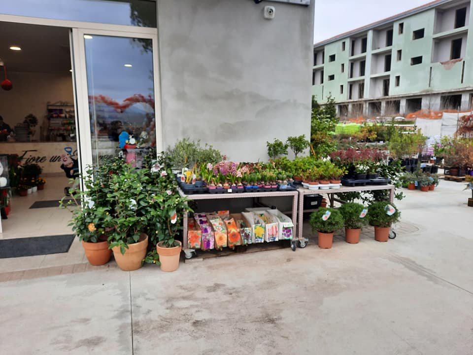 negozio di piante e fiori