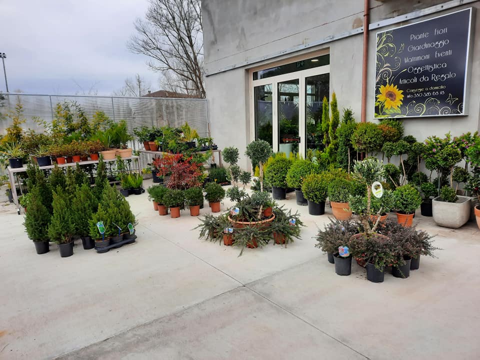 negozio di piante