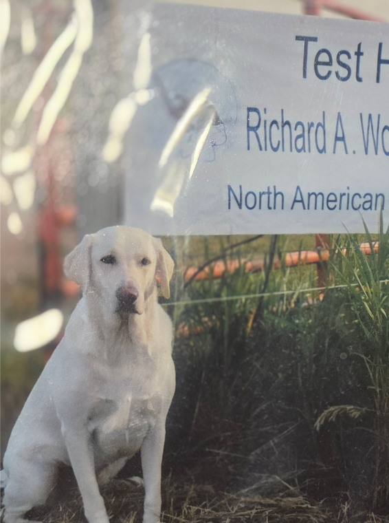 Yellow Labrador retriever sits in front of a sign that reads 