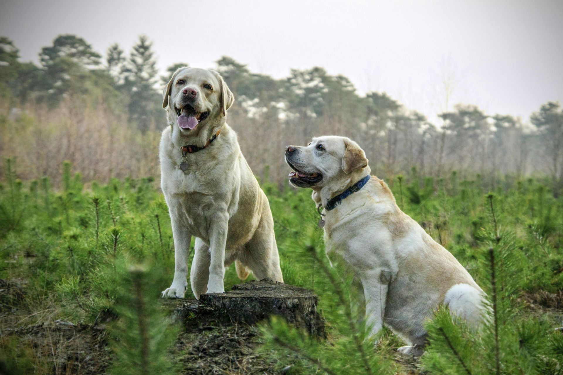 Two yellow Labrador Retrievers outdoors in a field, one standing on a stump, both looking at viewer.