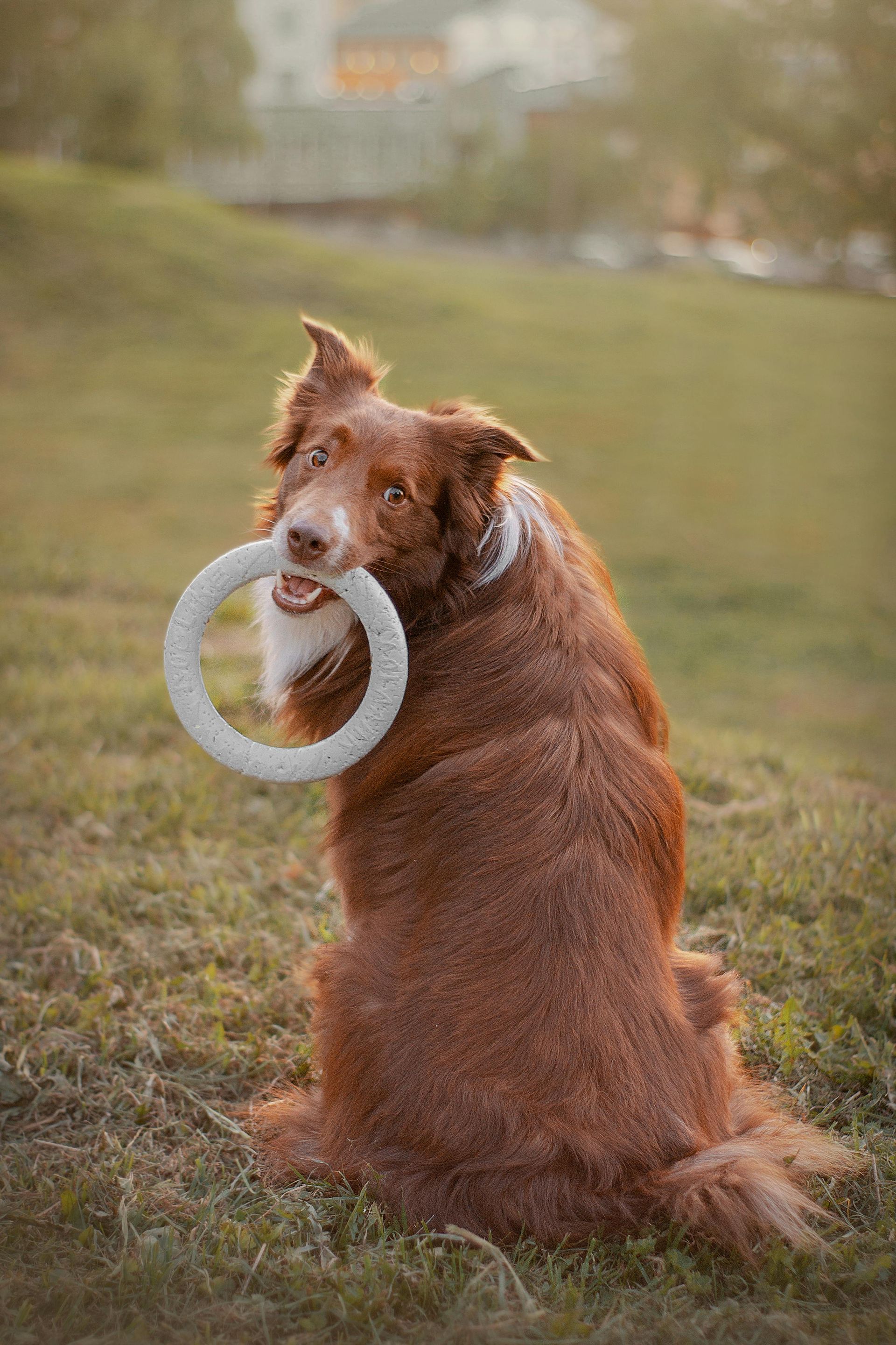 Red-brown dog sitting on grass holding a white toy ring in its mouth, looking back with a playful expression.