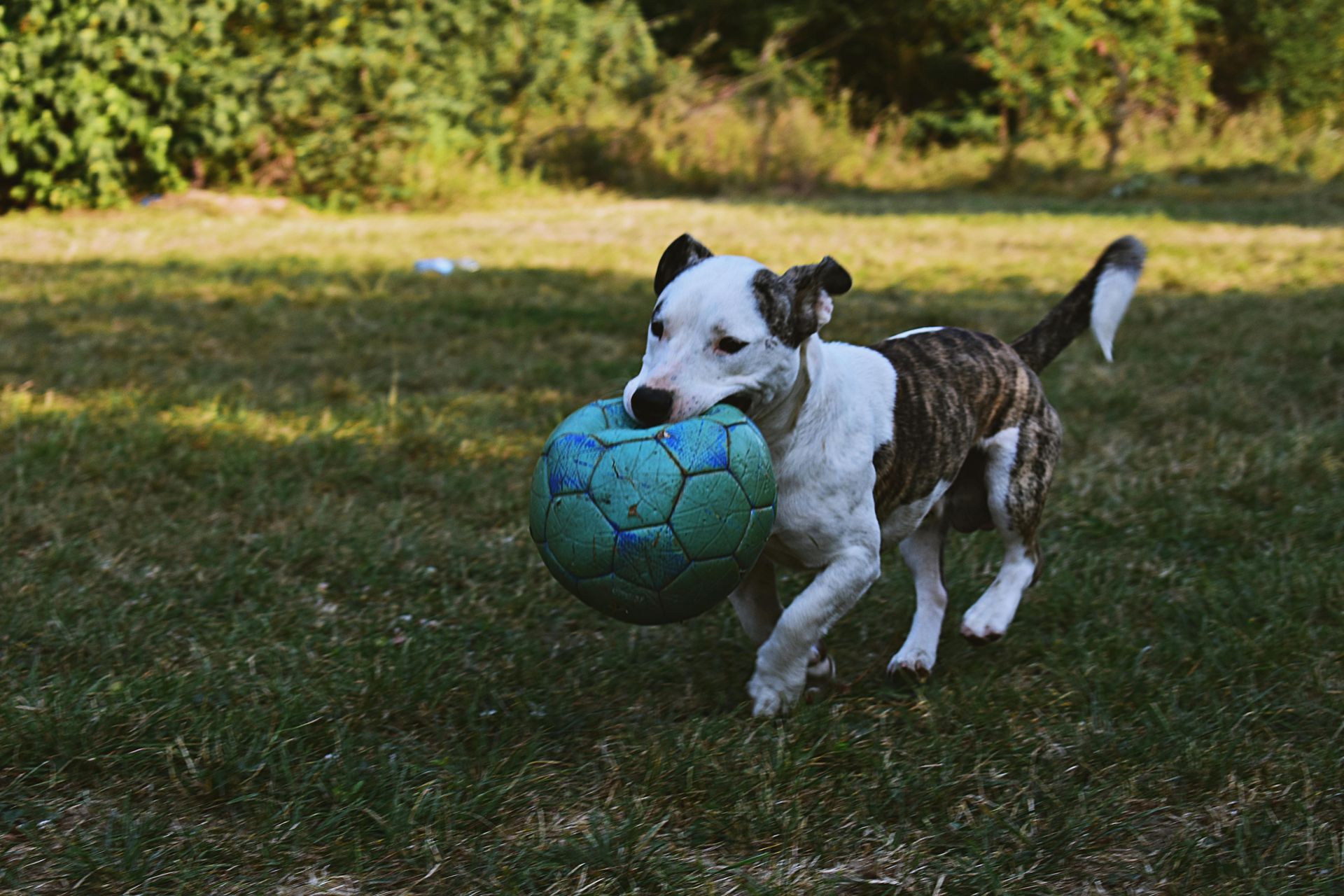 Dog with white and brindle markings runs across a grassy field, carrying a blue soccer ball.