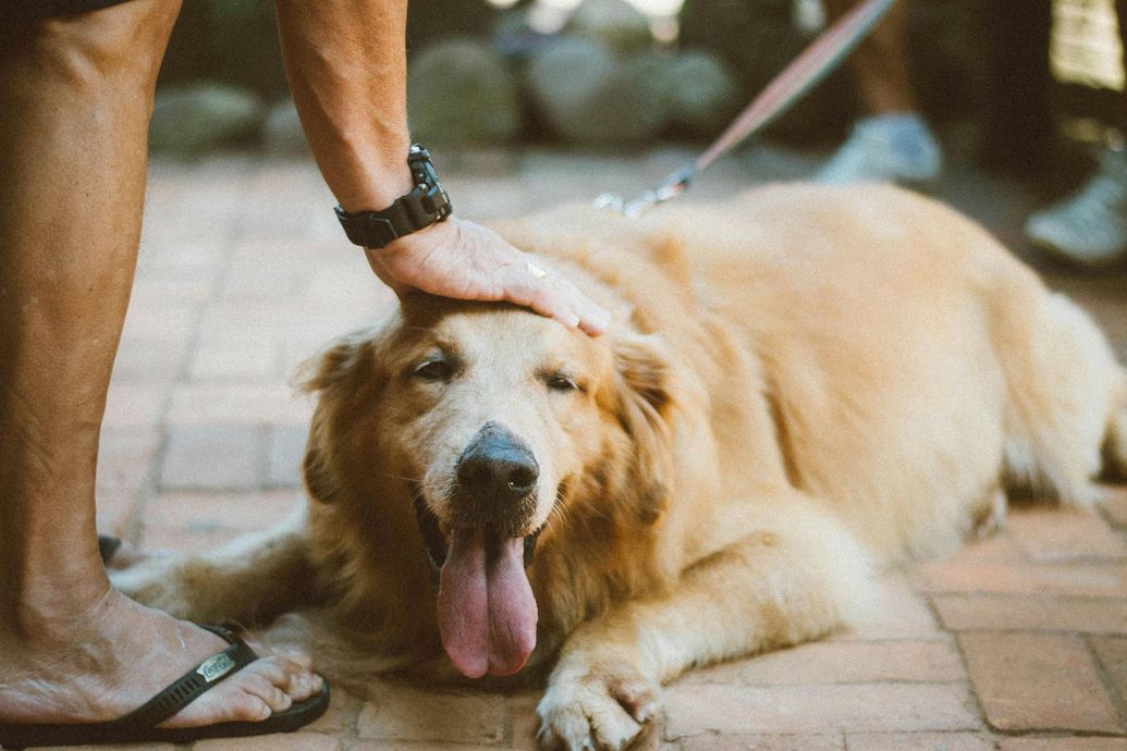 Golden retriever dog being petted; lying on the ground, tongue out. A person's leg and hand visible.