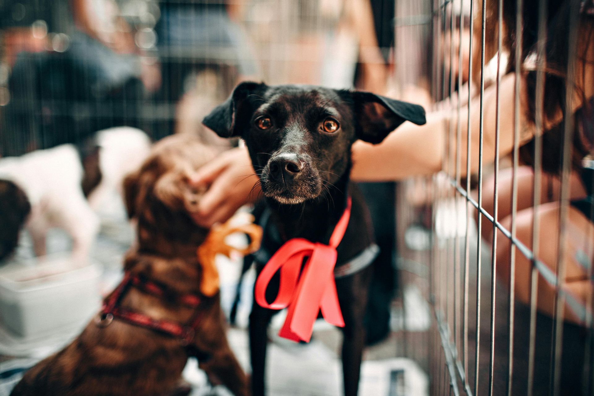 Black dog with red ribbon looking directly at the camera inside a kennel. Brown dog in background.