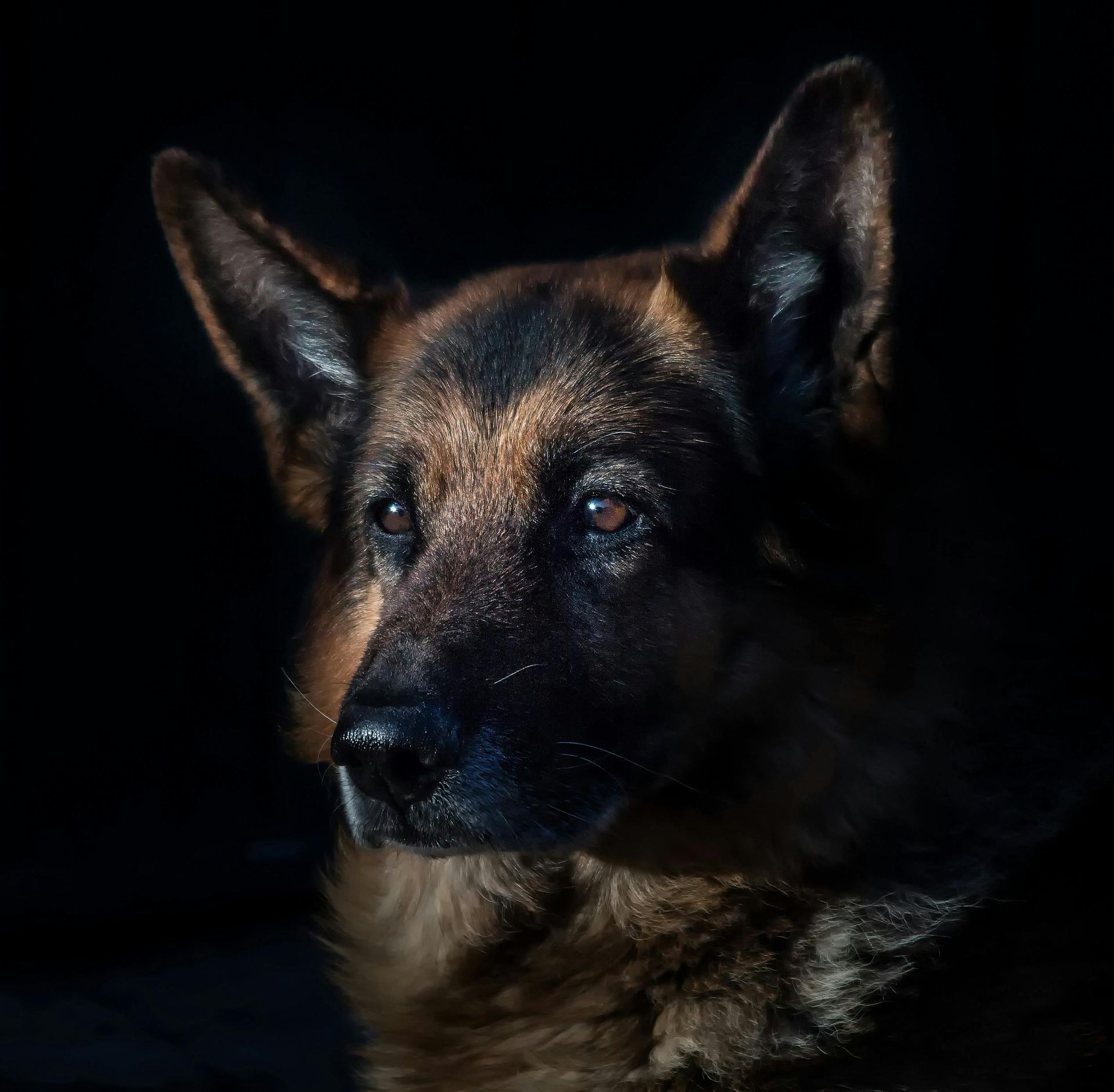 German Shepherd dog, with alert expression, bathed in dramatic light against a black background.