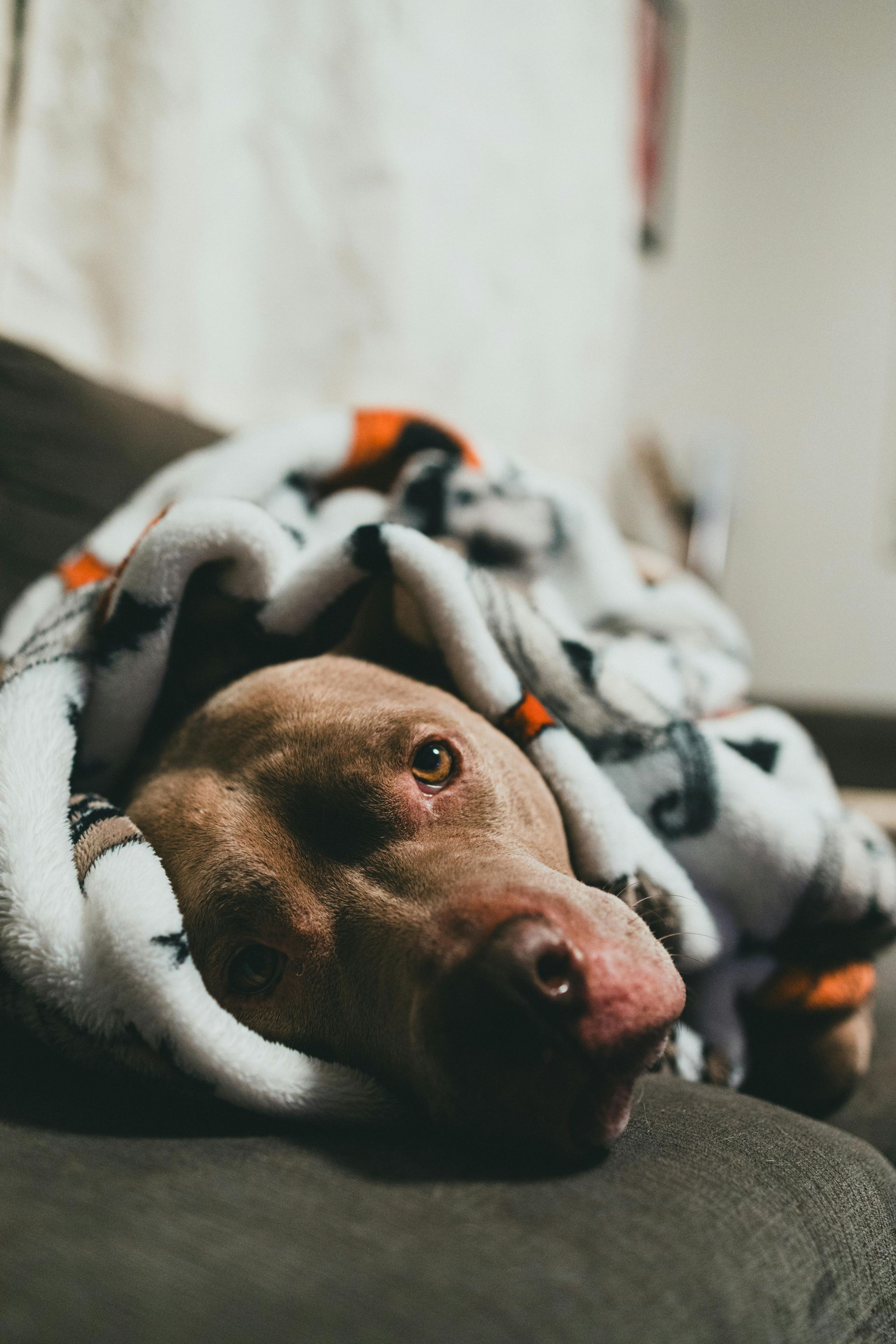 Dog wrapped in blanket on a couch, looking at the camera. Brown fur, pink nose.
