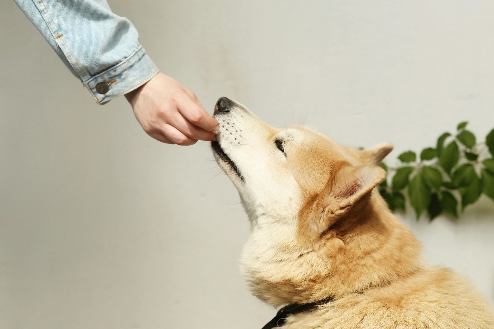 Person's hand feeding a tan dog a treat against a neutral background.