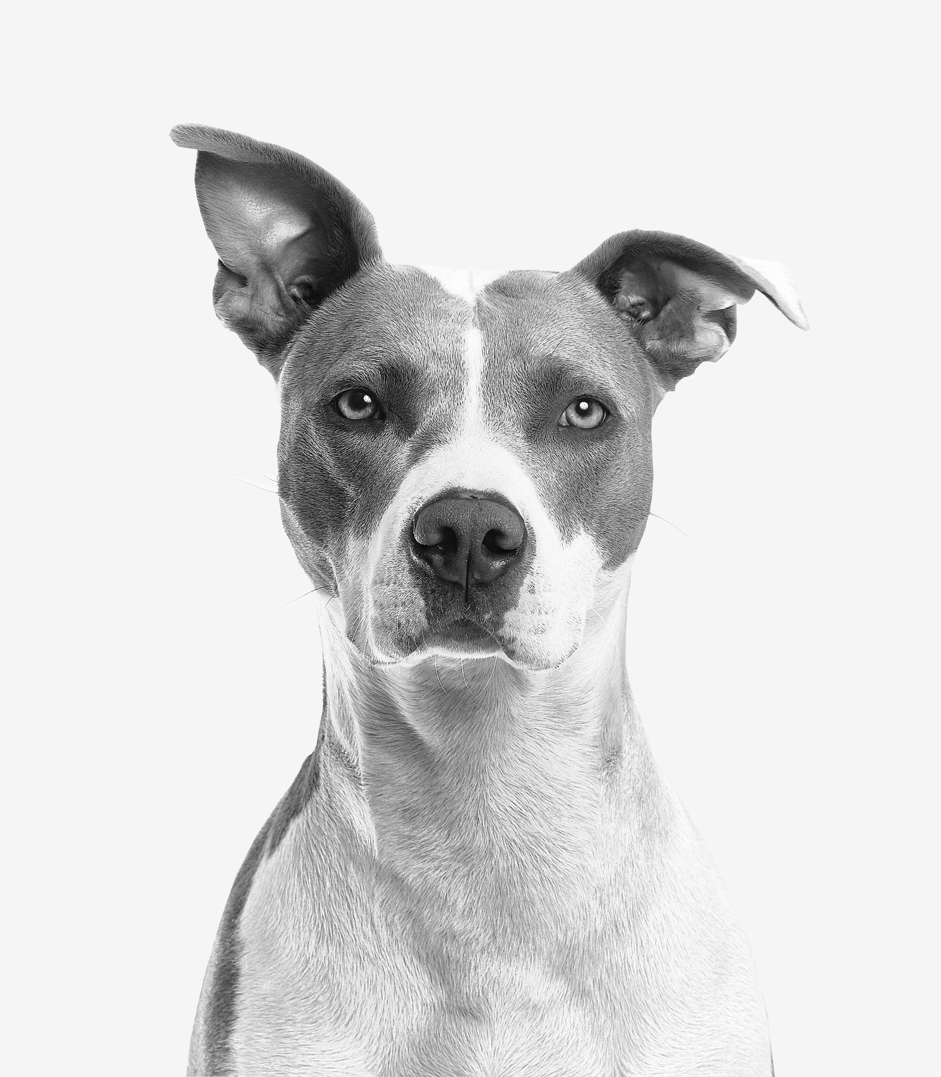 Pit bull with a white and gray coat, looking directly at the camera.