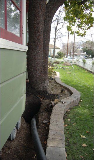 tree in yard