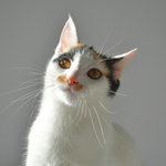 A white cat with orange and black patches on its head looks up with bright amber eyes against a plain gray background.