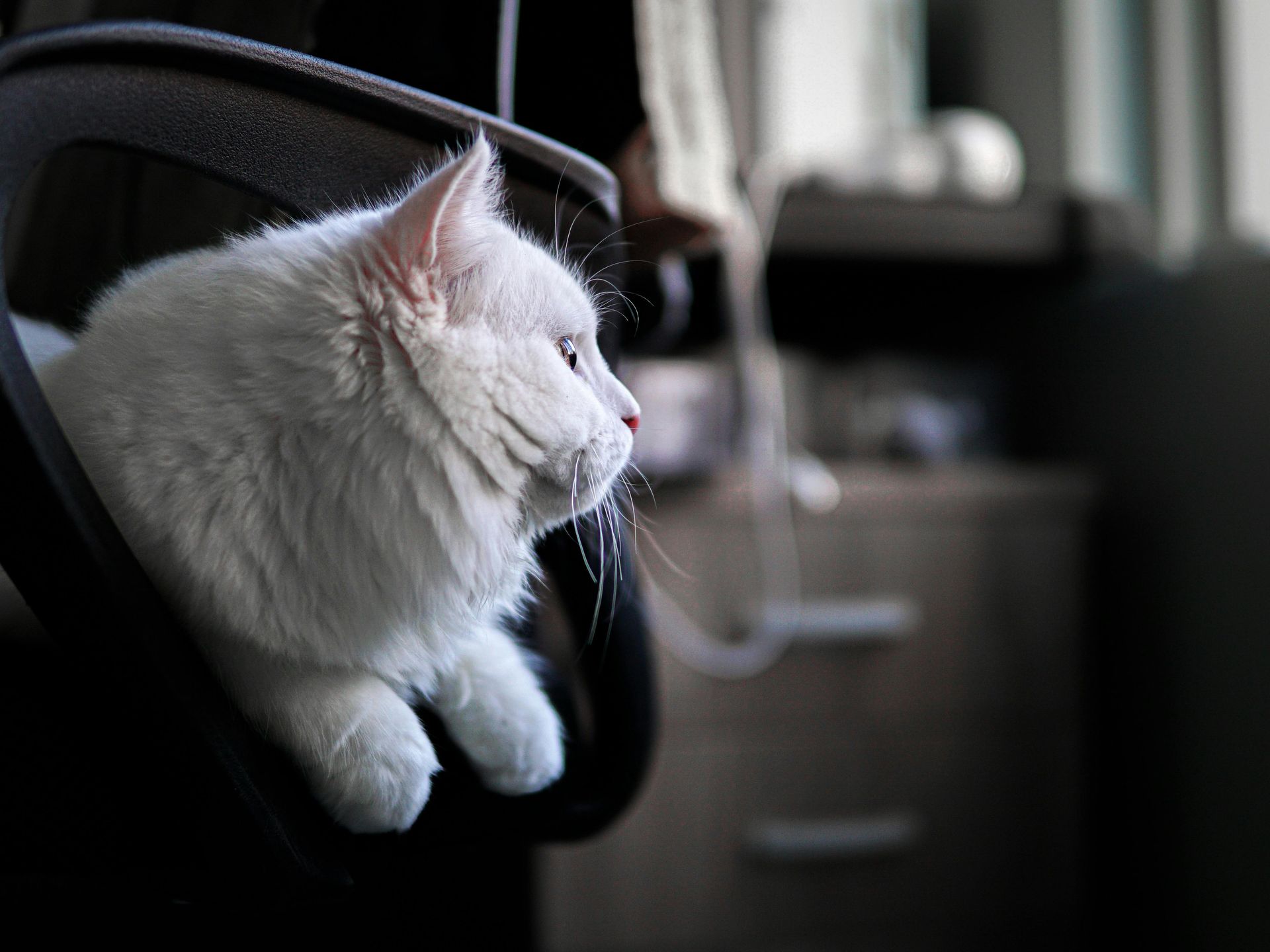 Man standing in an expo hall beneath a large blue “Global Pet Expo” banner.