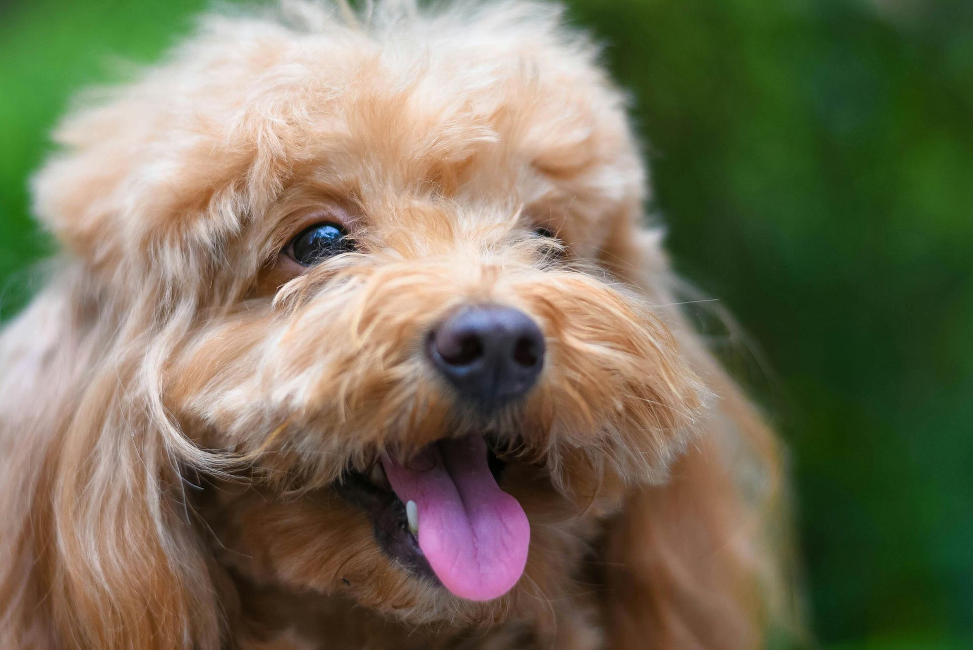 Brown shaggy dog with tongue out licking a watermelon slice held in a hand