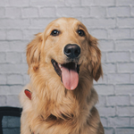 A golden retriever with an open mouth and tongue out, looking at the camera against a white brick wall.