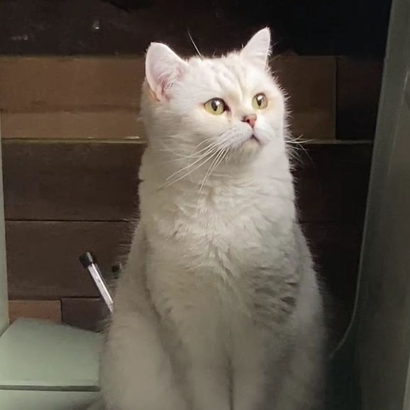 A white cat with yellow eyes is sitting on a table and looking up at the camera.