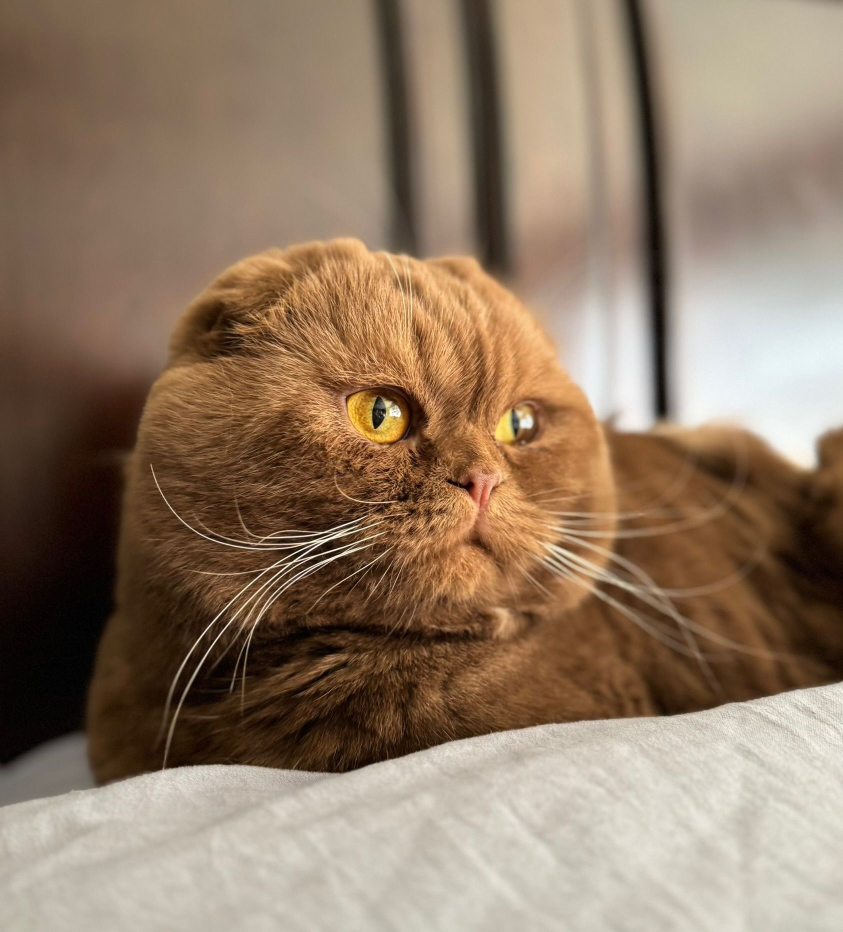A brown cat with yellow eyes is laying on a bed.