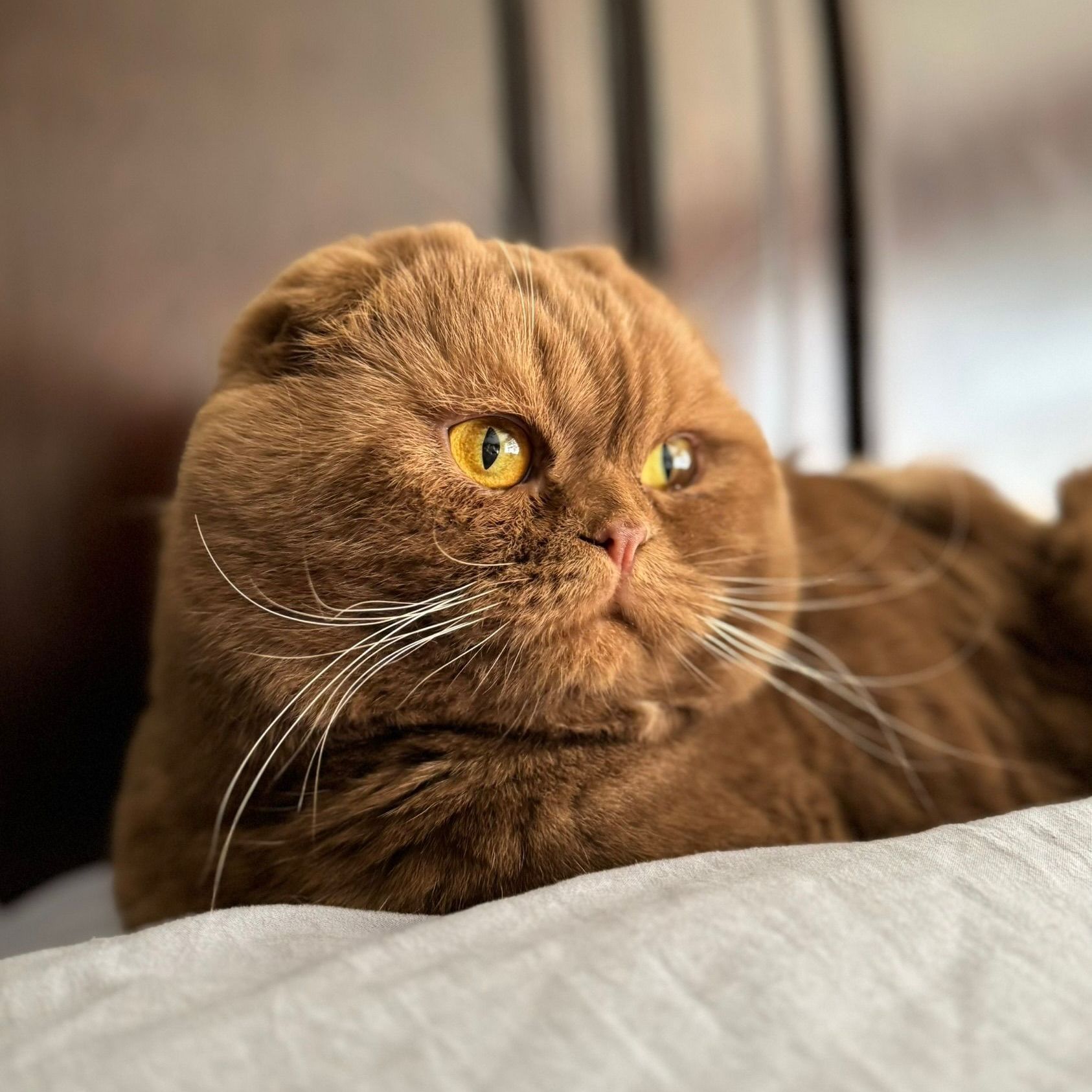 A brown cat with yellow eyes is laying on a bed.