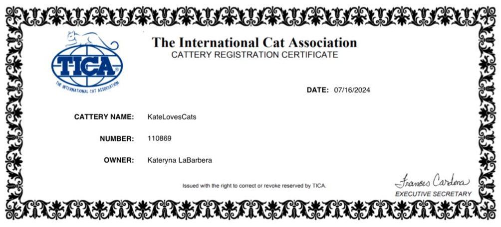 A certificate from the international cat association is displayed on a white background.