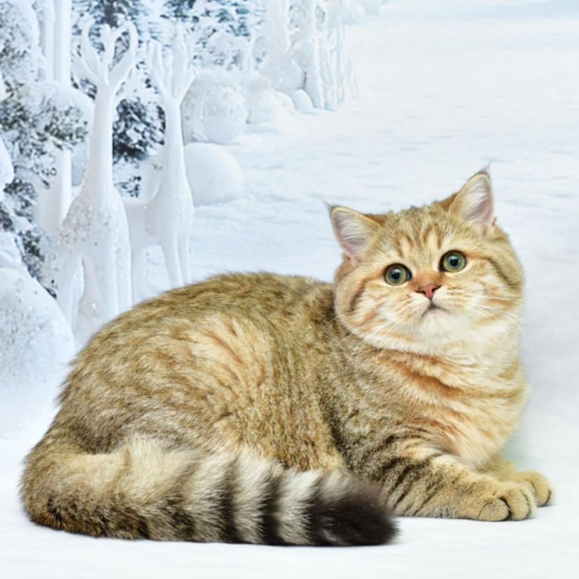 A cat is laying in the snow in front of a snowy forest.