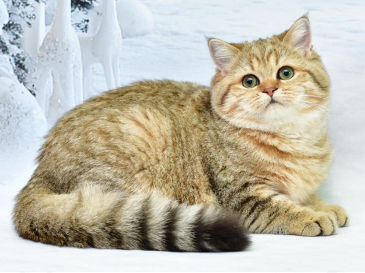 A cat is laying down on a white surface looking at the camera.