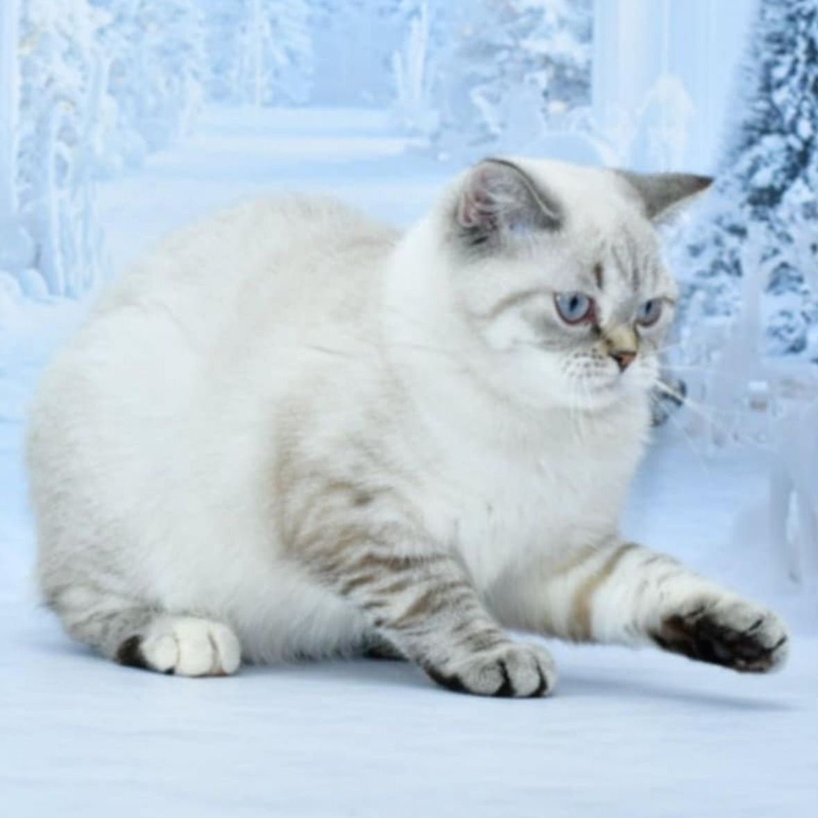A white cat with blue eyes is laying in the snow