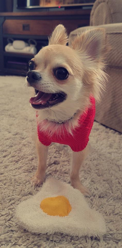Tan chihuahua wearing a red sweater smiles, standing next to a plush fried egg on a carpet.