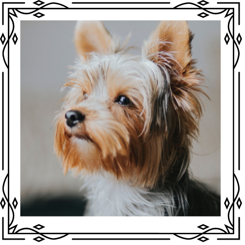 Yorkshire terrier dog with tan and gray fur, looking to the side.