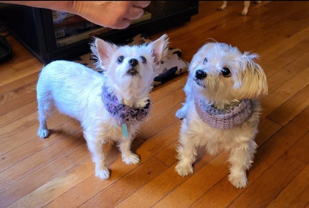Two white dogs wearing purple collars looking upwards, standing on a wood floor.
