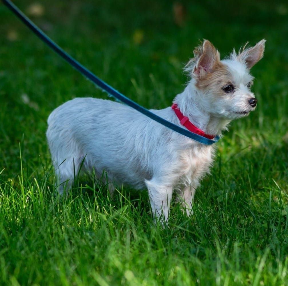 Small white dog on a leash, standing in green grass, with focused expression.