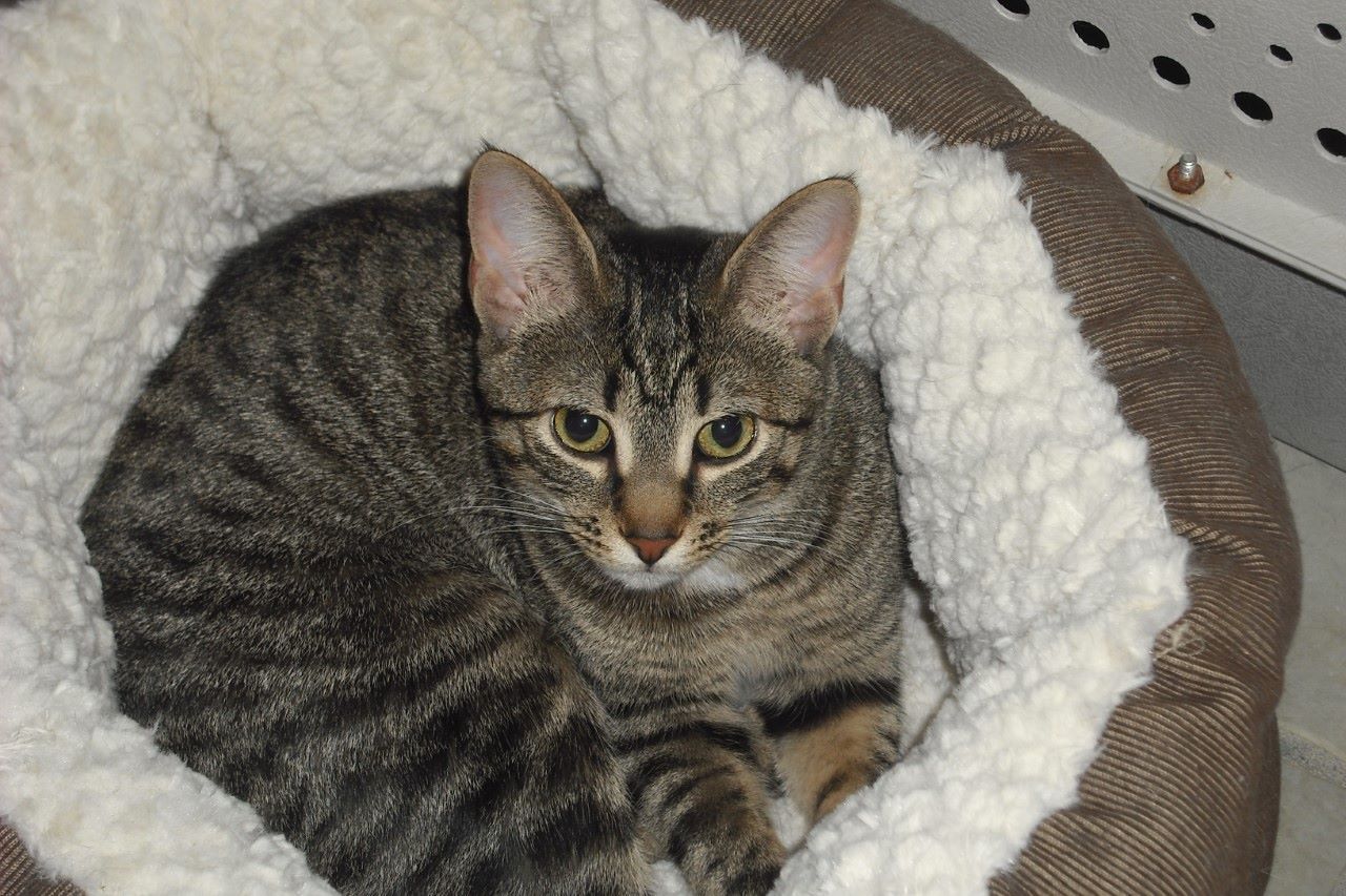 Tabby cat curled in a plush white-lined brown bed, looking directly at the camera.