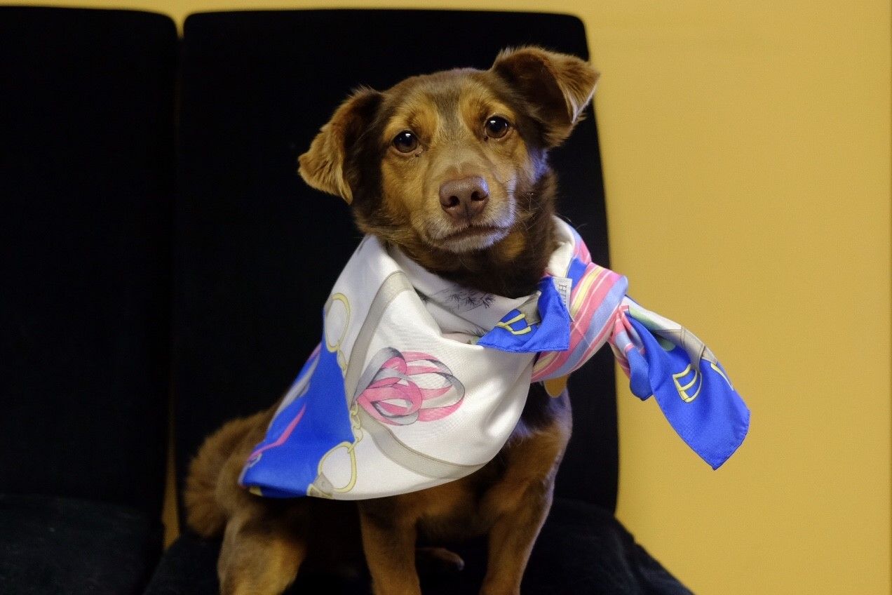 Brown dog wearing a white, blue, and pink scarf, sitting against a black chair. Yellow background.
