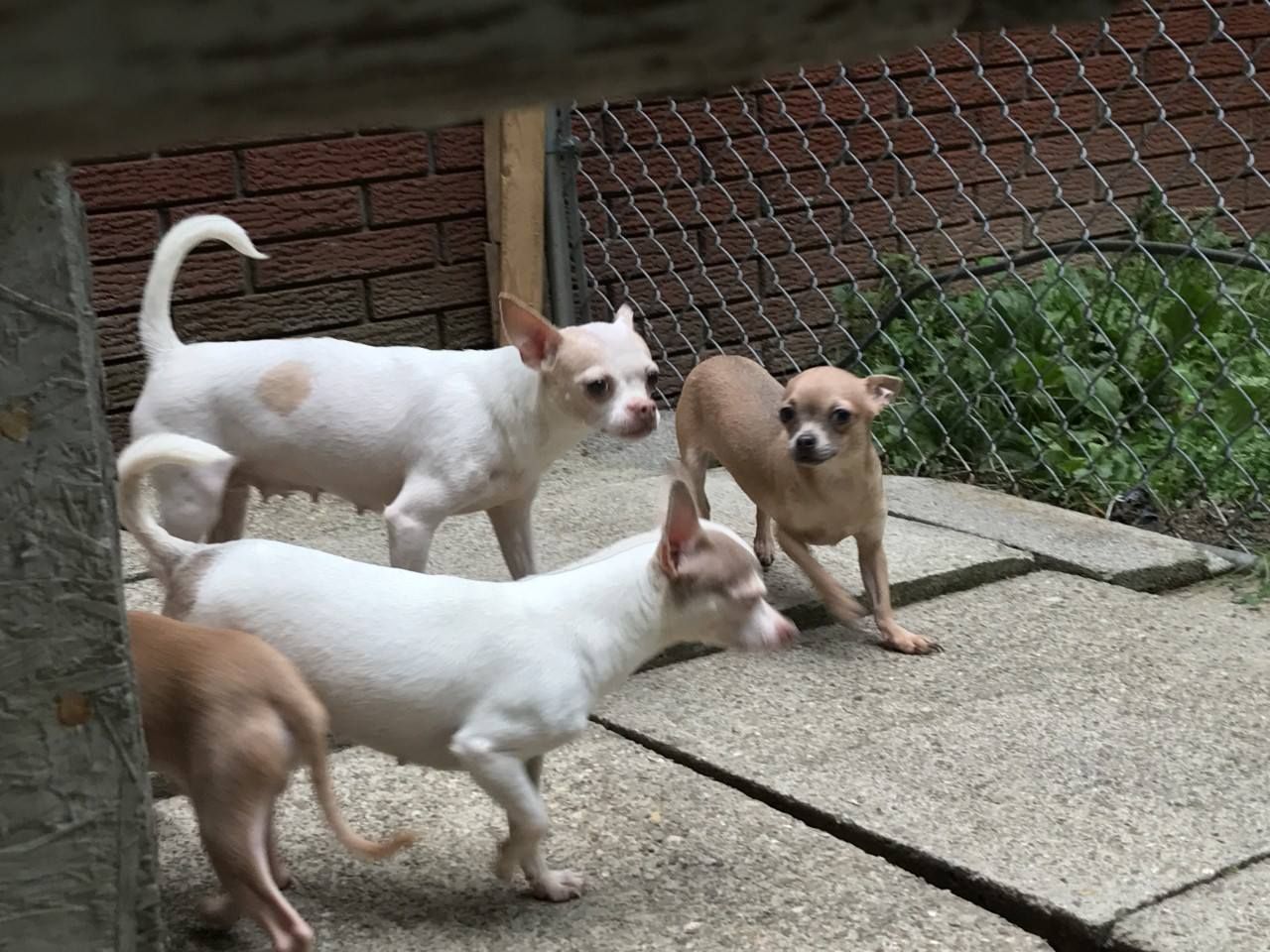 Four small dogs, mostly white and tan, stand on concrete near a fence.