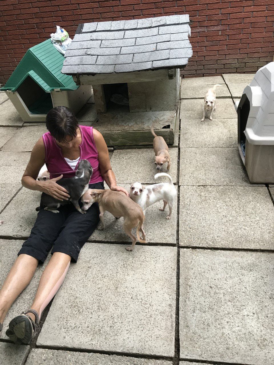 Woman sits with Chihuahua puppies near doghouses. Outdoors on stone tiles.