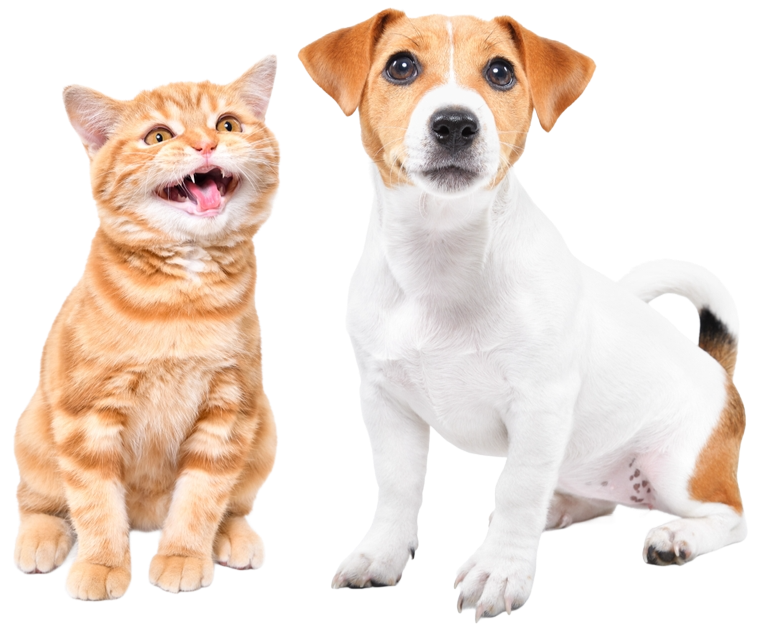 Orange tabby cat with open mouth smiling next to a white and tan Jack Russell Terrier dog sitting.