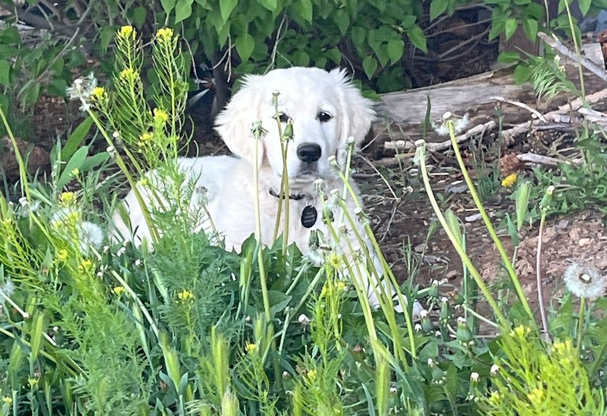 house training for puppies