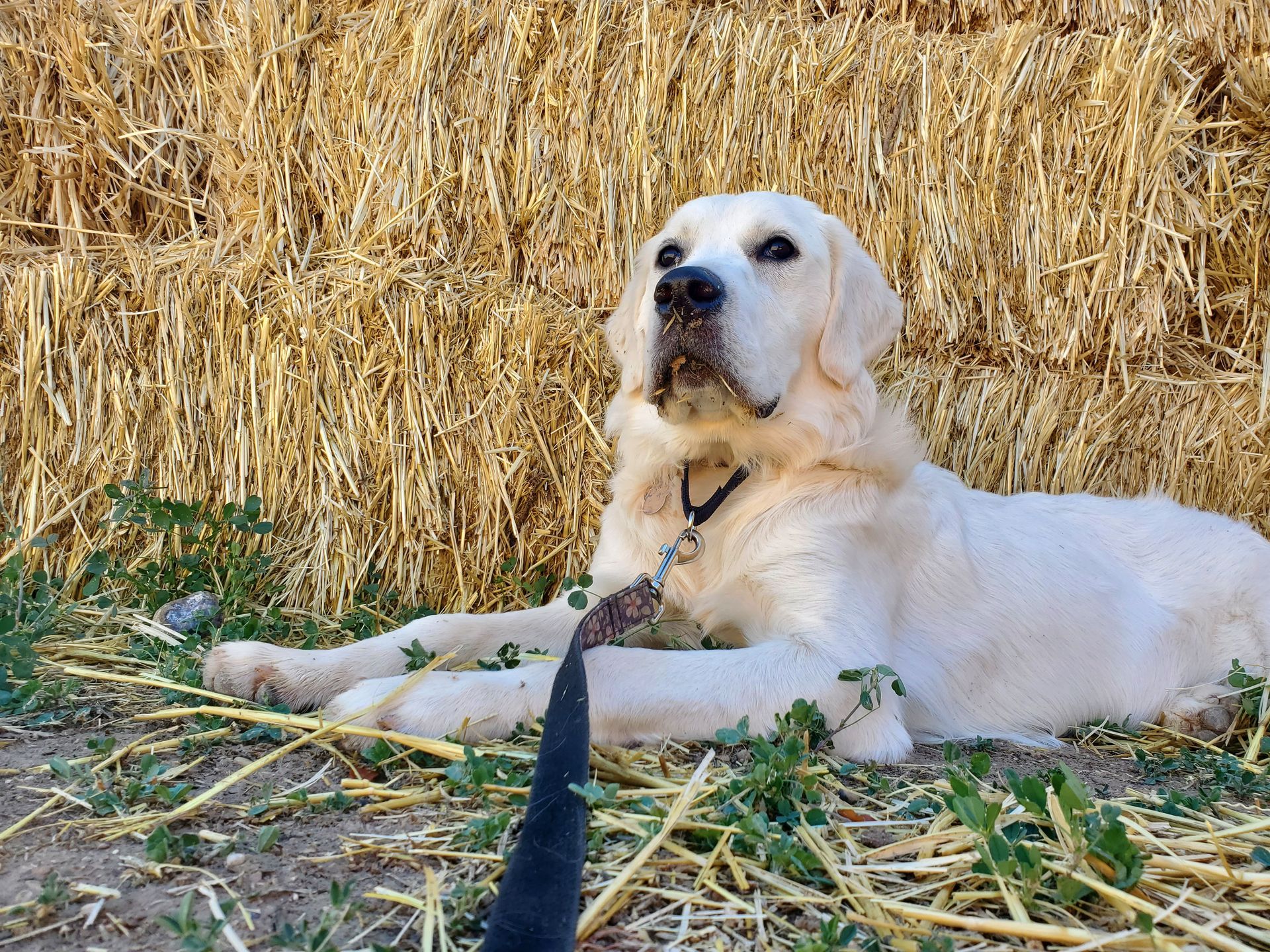 Golden Retriever dog mental stimulation