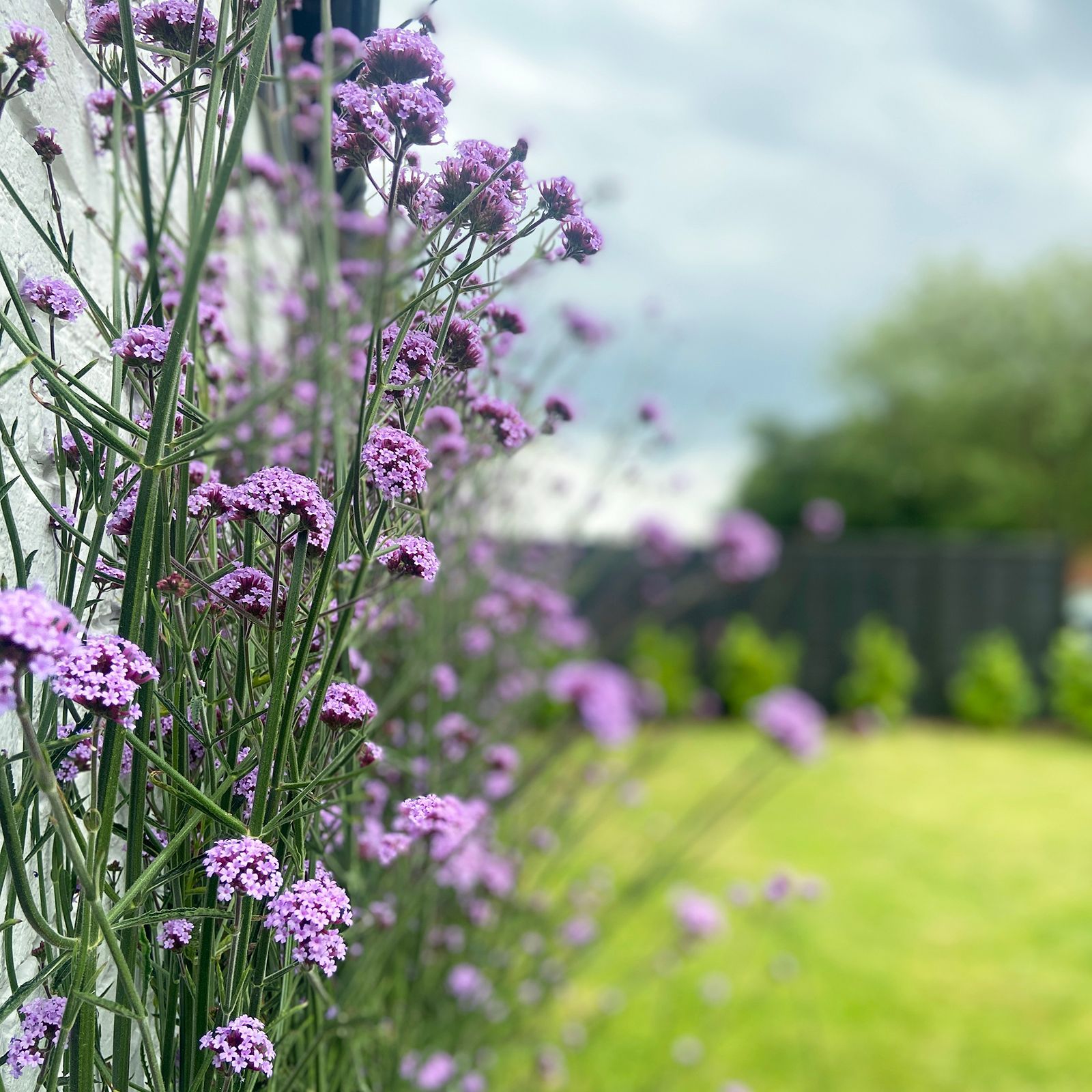 Purple Flowers outside the front of The Fox and Hounds