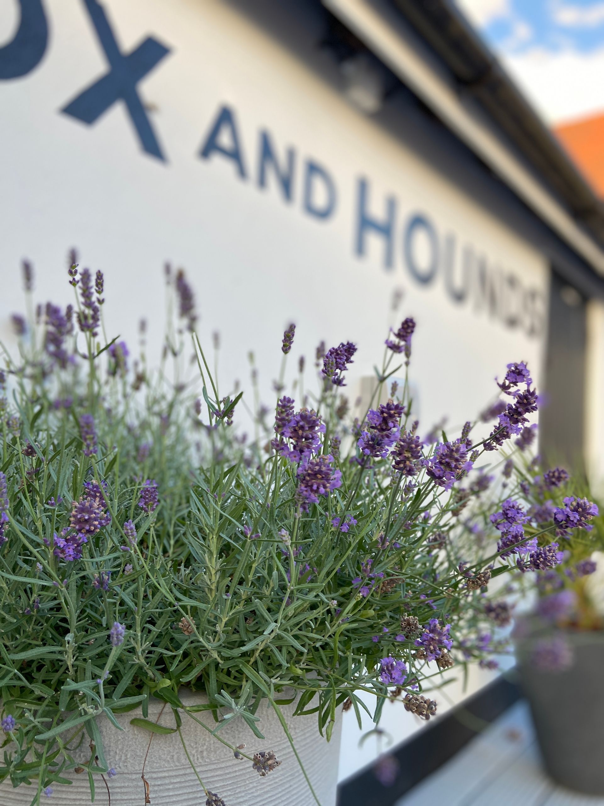 lavender plants underneath The Fox and Hounds sign